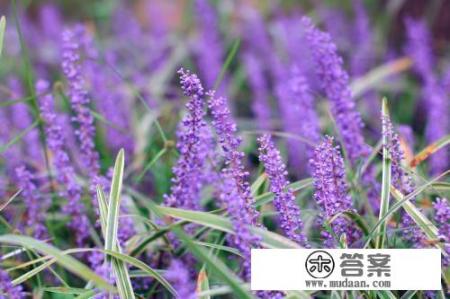 山茱萸是什么？