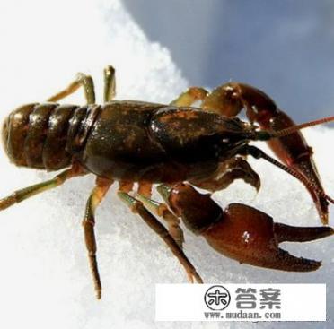 蝲蛄和龙虾的区别？