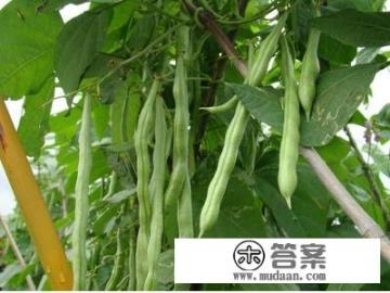 山东地区四季豆种植技术？
