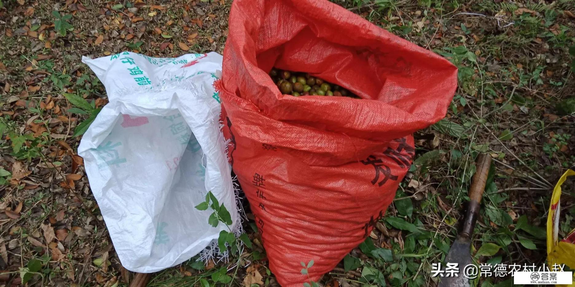 油茶树的寿命有多长？丰产期是多少年？