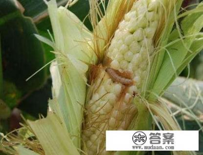 农药的定义？