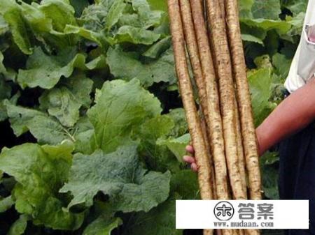 牛蒡的功效与作用禁忌。如何正确健康的食用牛蒡？