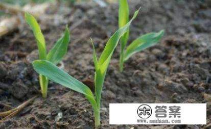 玉米控旺视频讲解? 玉米控旺视频讲解?