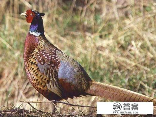 玉米控旺视频讲解? 玉米控旺视频讲解?