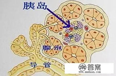 胰腺在人体的哪个部位？