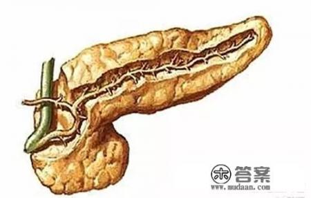 胰腺在人体的哪个部位？