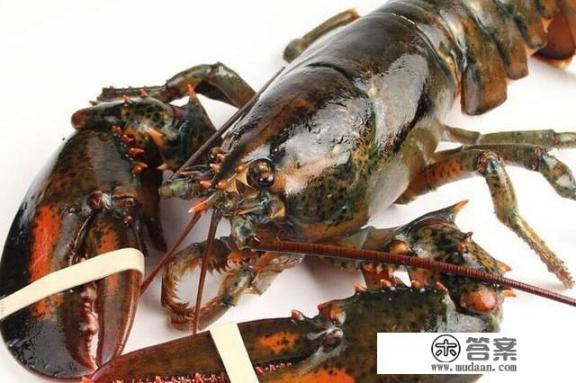清蒸波士顿龙虾怎么做好吃？