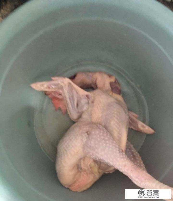 炖老母鸡汤的最佳做法？