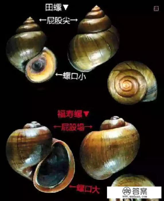 福寿螺能吃吗？