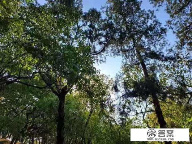 小米cc9pro至尊版，区别？