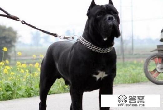 卡斯罗犬能长多大？