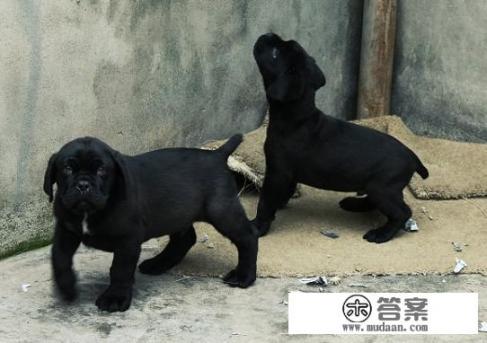 卡斯罗犬能长多大？