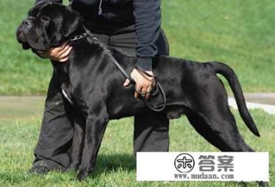 卡斯罗犬能长多大？