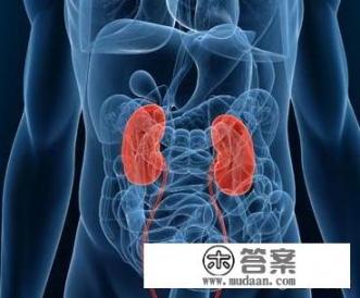肾在身体什么位置图片? 肾在身体什么位置图片?
