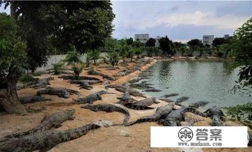 e鱼允许养殖么？