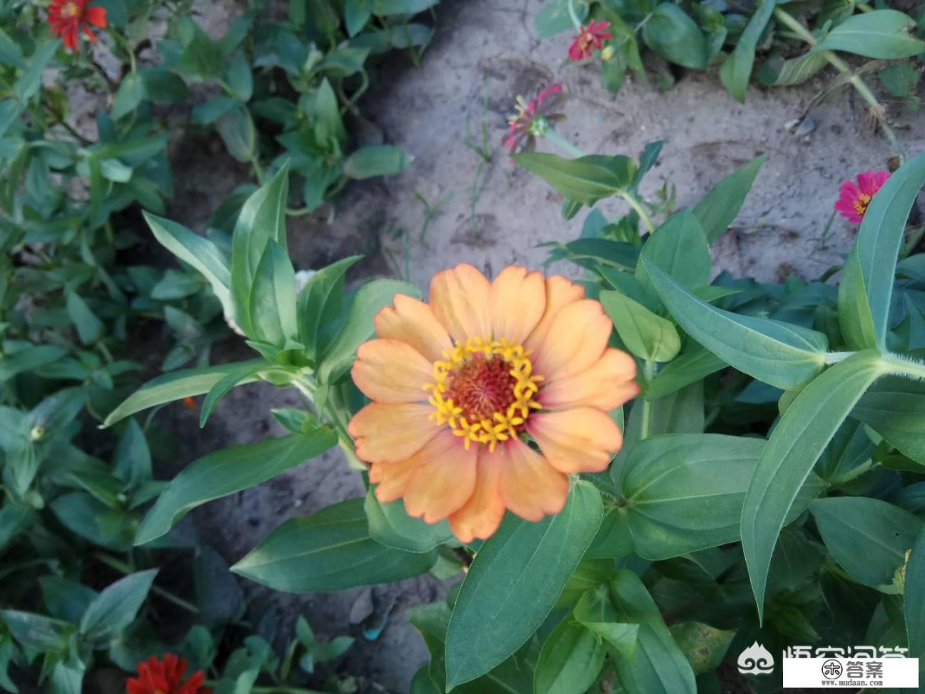 海藻和海苔的区别？