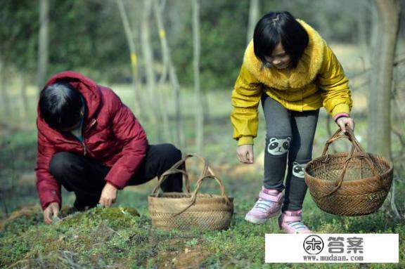 为什么现在好多阿姨叔叔喜欢去挖野苦菜? 为什么现在好多阿姨叔叔喜欢去挖野苦菜?