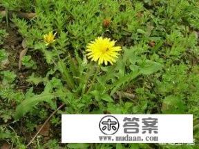 癌症患者春天应该多吃哪些野菜对身体有利？