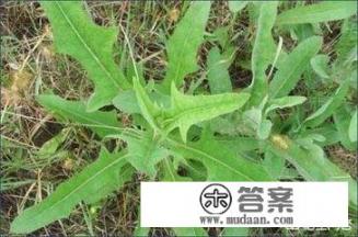 癌症患者春天应该多吃哪些野菜对身体有利？