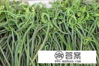 癌症患者春天应该多吃哪些野菜对身体有利？