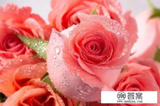 粉色的玫瑰象征着什么? 粉色的玫瑰象征着什么?