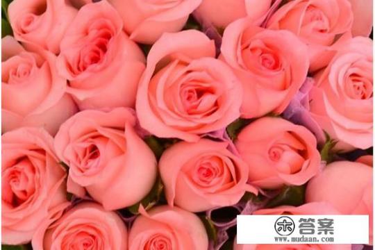 粉色的玫瑰象征着什么? 粉色的玫瑰象征着什么?
