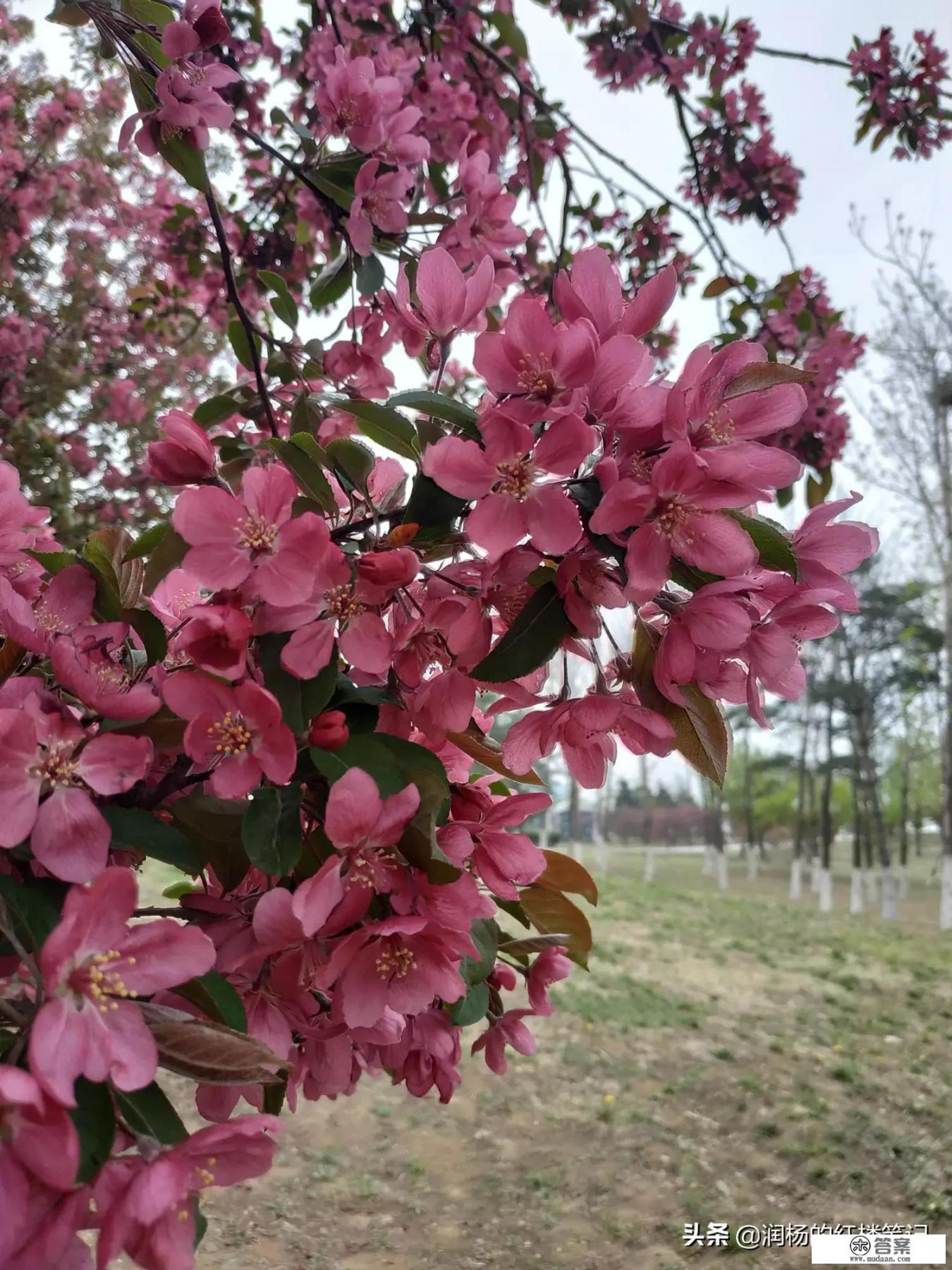 海棠树几年能长成大树？