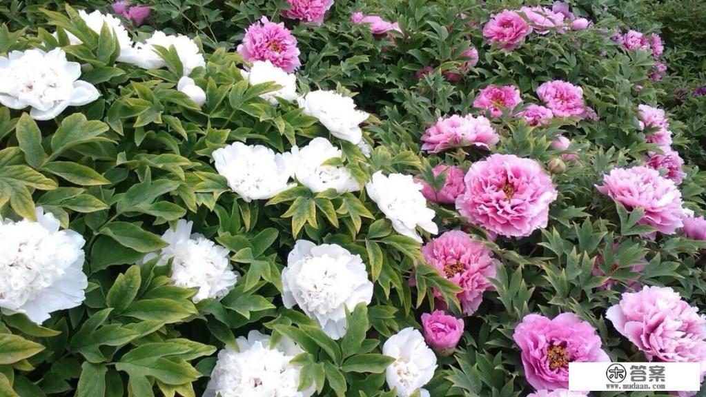 单身男女的苦恼? 单身男女的苦恼?