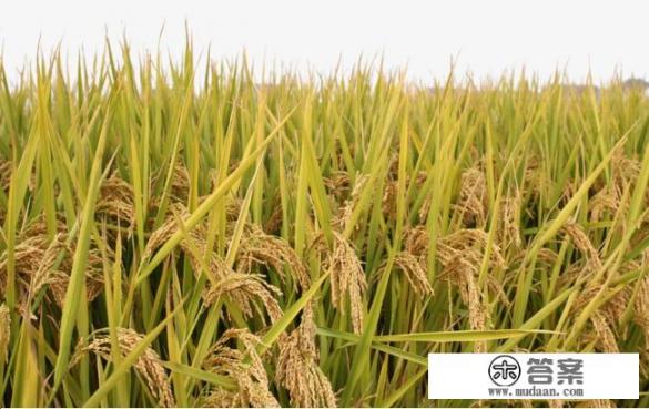 最便宜的大米一斤多少钱？