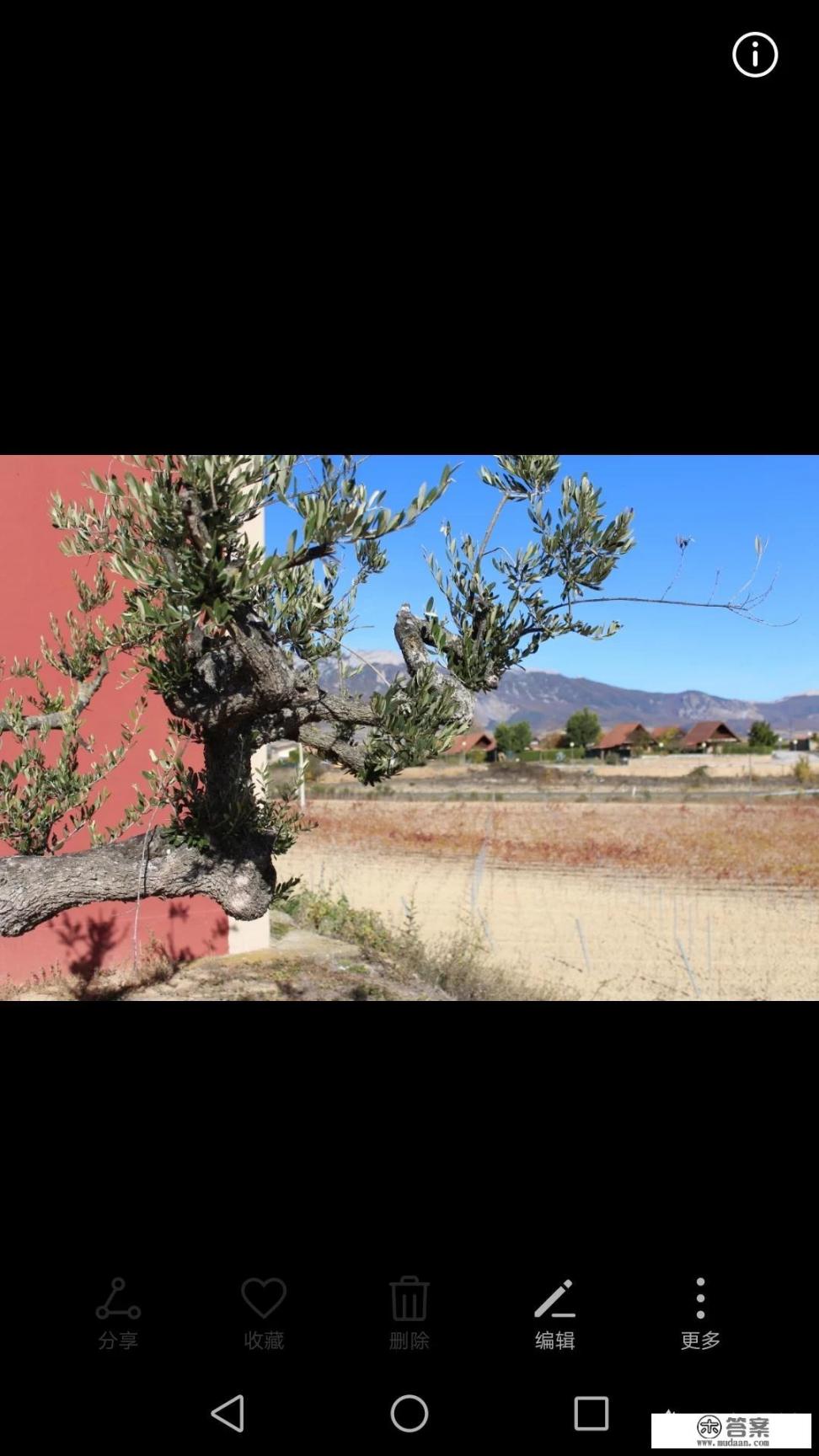 西班牙的巴塞罗那市属于什么气候?这种气候的特点是什么?该气候主要分布在什么地区？