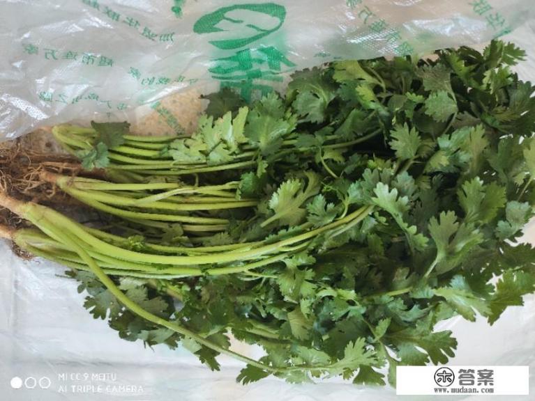 人可以讨厌或者喜欢香菜到什么地步？