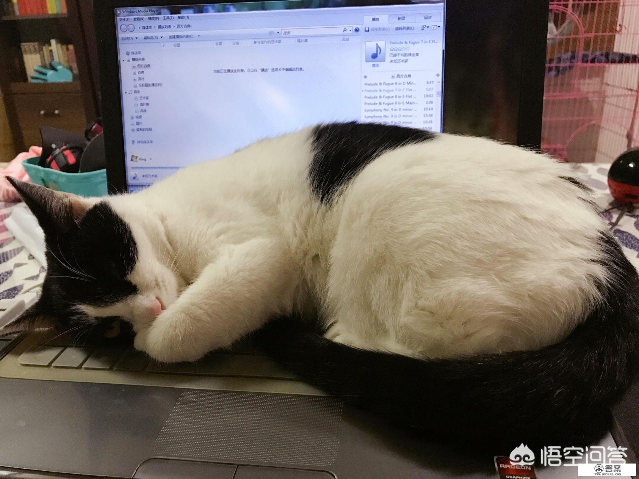 猫窝怎么做? 猫窝怎么做?