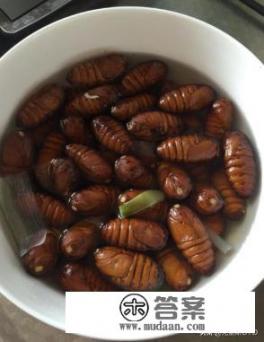 蚕蛹煮多长时间能熟? 蚕蛹煮多长时间能熟?