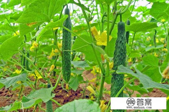 荆门十大必吃馆子? 荆门十大必吃馆子?