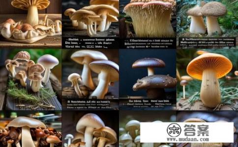 菌类食物有哪些？菌类食物种类丰富，具体包括哪些？菌类食物种类与清单，各类常见的菌类食品及其详细分类介绍