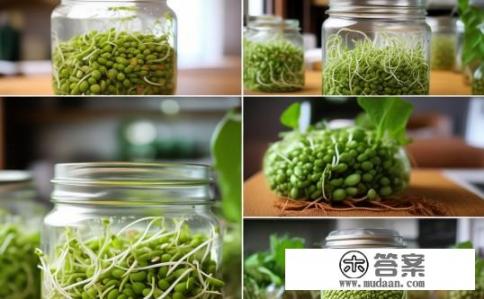 生豆芽的步骤?豆芽制作步骤是怎样的?如何快速和安全地生豆芽? 生豆芽的步骤?豆芽制作步骤是怎样的?如何快速和安全地生豆芽?