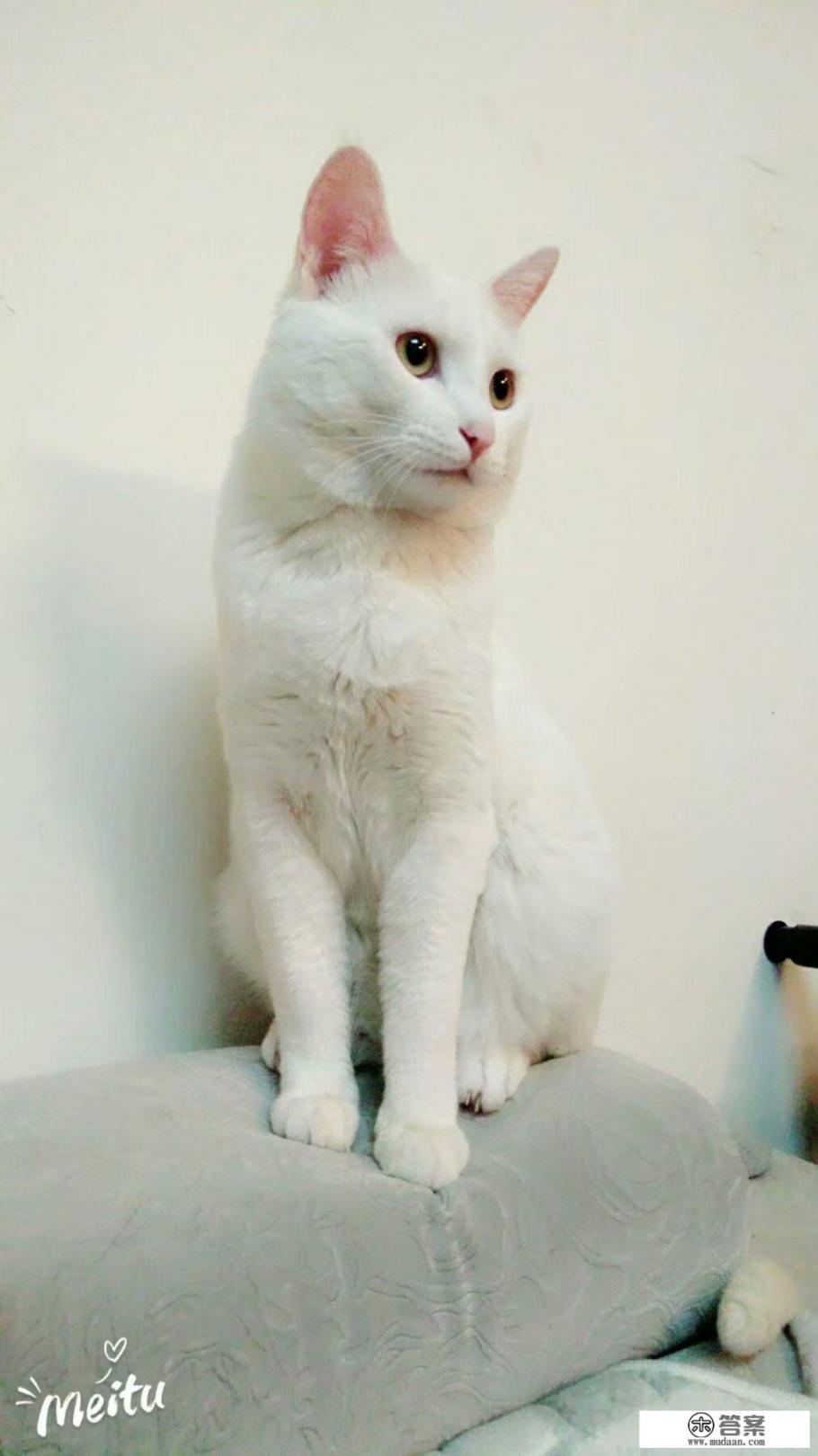 能否晒下你家的萌宠、“神兽”? 能否晒下你家的萌宠、“神兽”?