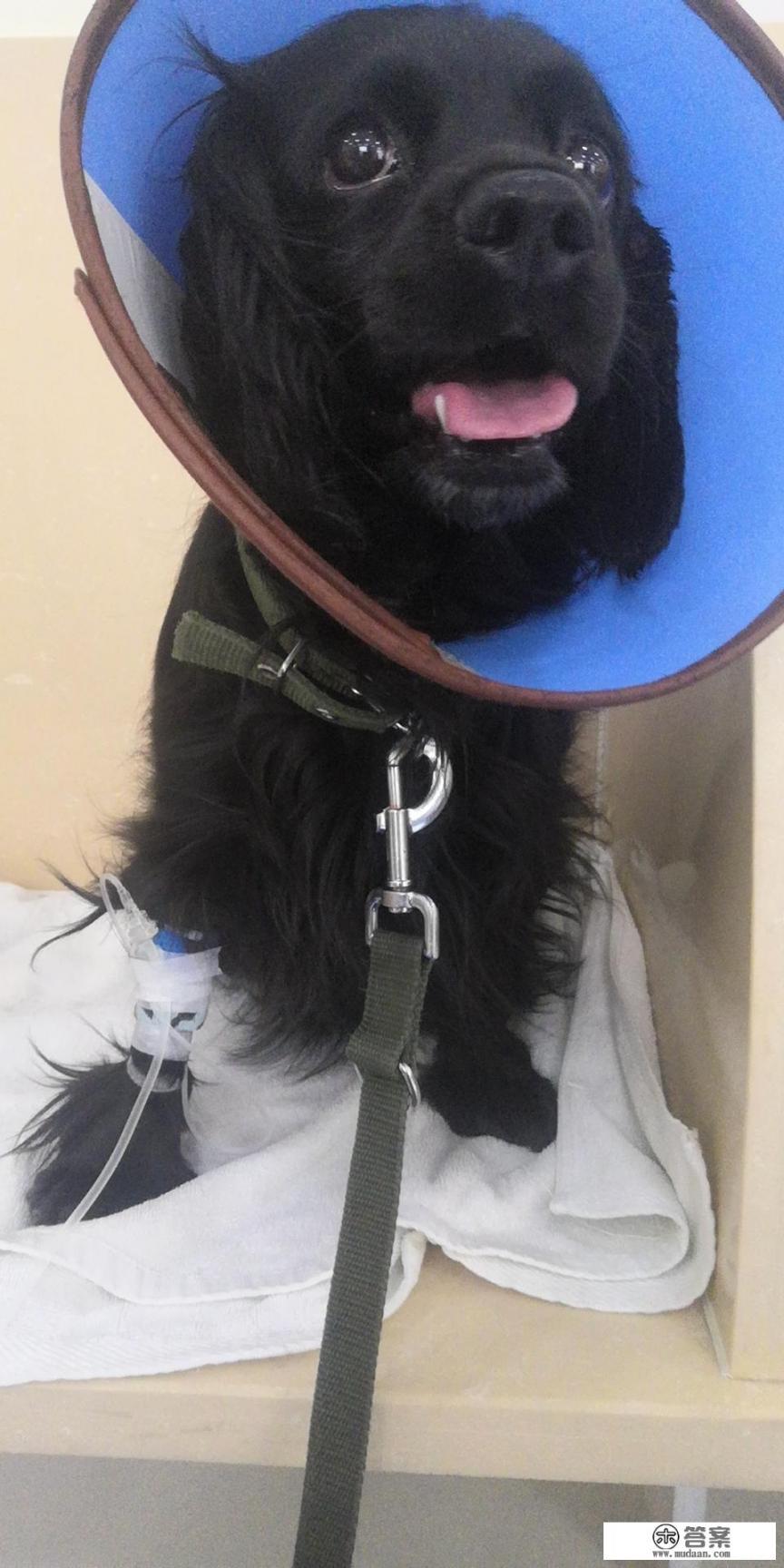 能否晒下你家的萌宠、“神兽”? 能否晒下你家的萌宠、“神兽”?