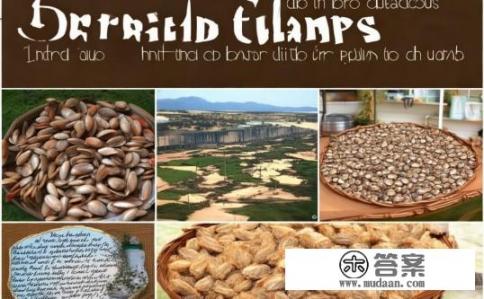 蛤蜊干做法？蛤蜊干制作教程是怎样的？如何制作鲜美蛤蜊干？详细步骤分享与教程内容详解