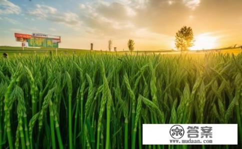 一斤25元，亩产千斤的蔬菜之王——芦笋为啥国人都不吃？ ？芦笋，蔬菜之王为何未受国人青睐？为什么中国人却没吃上国货当中的神秘 为何芦笋营养价值高却鲜为人知的中国食品大餐?