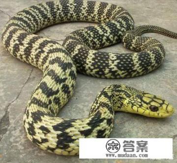 农村五米长的菜花蛇，为什么不是眼镜王蛇的对手，长知识了？