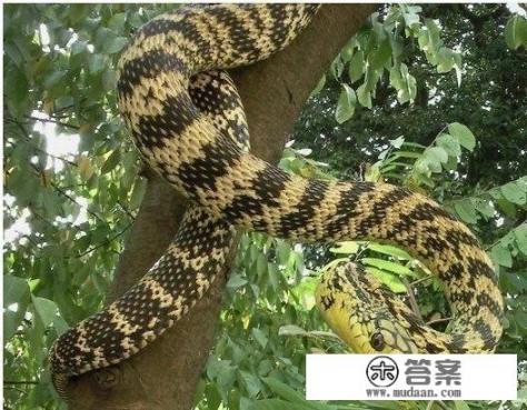 农村五米长的菜花蛇，为什么不是眼镜王蛇的对手，长知识了？