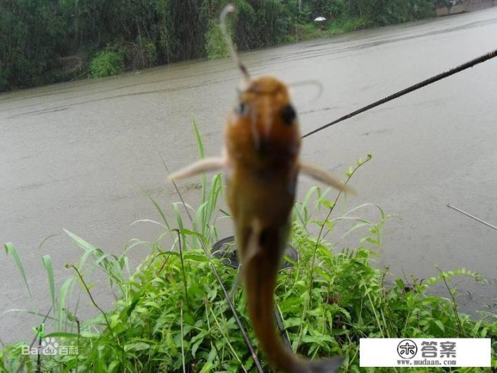 黄蜂鱼和黄骨鱼是同一种鱼吗? 黄蜂鱼和黄骨鱼是同一种鱼吗?