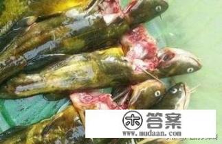 黄蜂鱼和黄骨鱼是同一种鱼吗? 黄蜂鱼和黄骨鱼是同一种鱼吗?