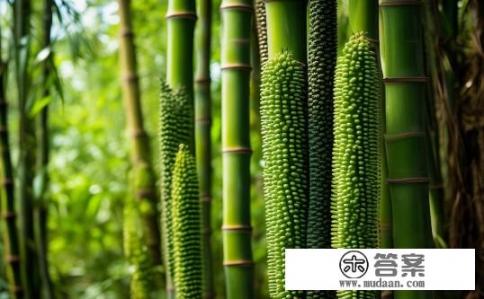 山竹长哪儿？山竹生长的神秘之处，详述其生长环境与生命周期