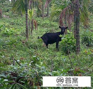 万宁有什么特色小吃？