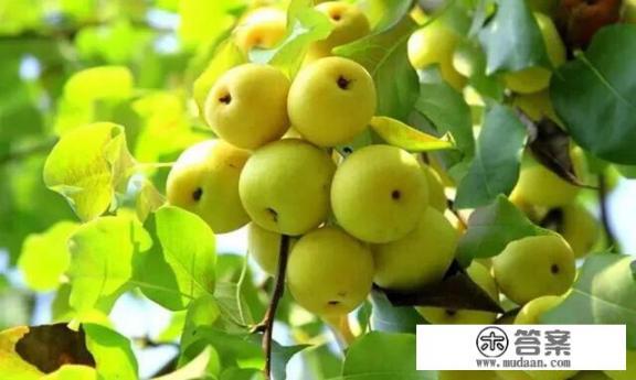 惊蛰时节，吃苹果梨子和银耳百合煮汤，不仅滋养身体，更寓意着美好的愿景。