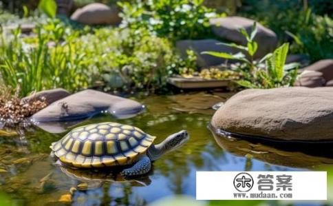 鳄鱼龟苗怎么养?如何正确饲养鳄鱼龟苗,保证健康成长? 鳄鱼龟苗怎么养?如何正确饲养鳄鱼龟苗,保证健康成长?