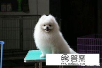 茶杯犬多少钱一只？