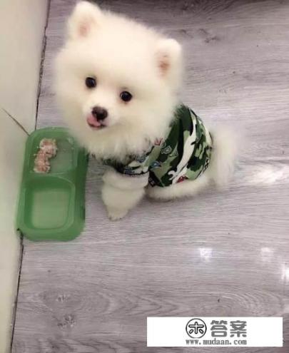 茶杯犬多少钱一只？